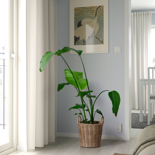 FLODBJÖRK, plant pot in/outdoor, 24 cm, 206.120.61