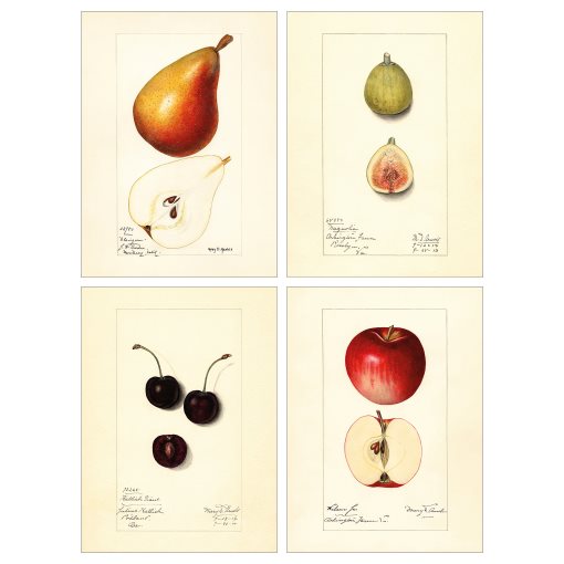 PJÄTTERYD, picture/Vintage drawings/4 pack, 28x38 cm, 405.600.61