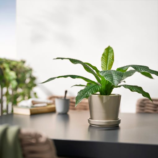FEJKA, artificial potted plant in/outdoor/Crocodile fern, 12 cm, 406.008.73
