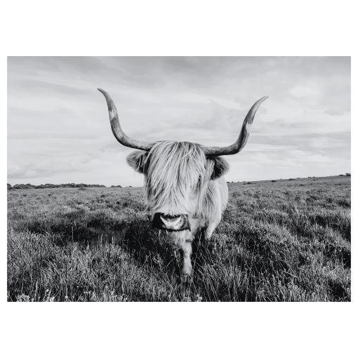 BJÖRKSTA, picture/curious cow, 140x100 cm, 505.549.03