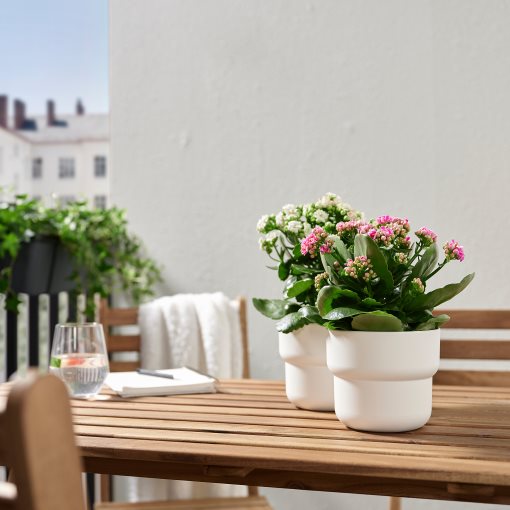 KALANCHOE, Φυτό, 601.771.66