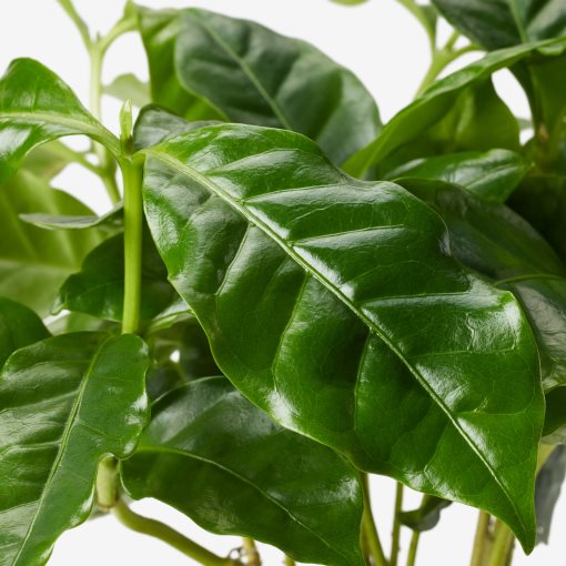 COFFEA ARABICA, φυτό σε γλάστρα/φυτό καφέ, 9 cm, 605.834.34