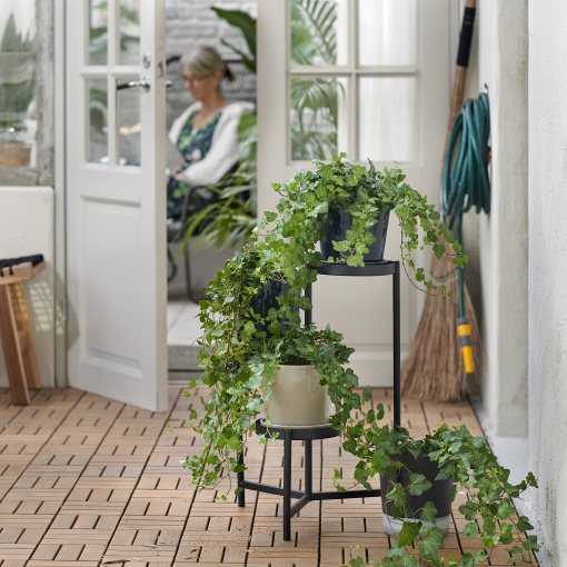 HEDERA HELIX, potted plant, Ivy, 668.040.47