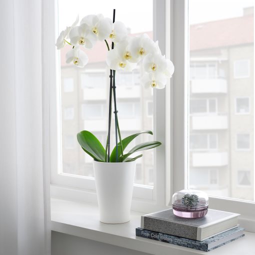 PAPAJA, plant pot, 701.866.55