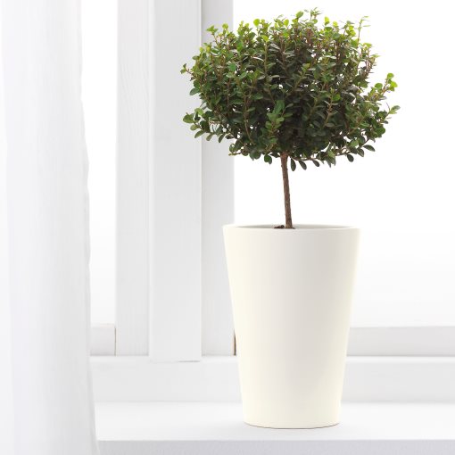 PAPAJA, plant pot, 701.866.55