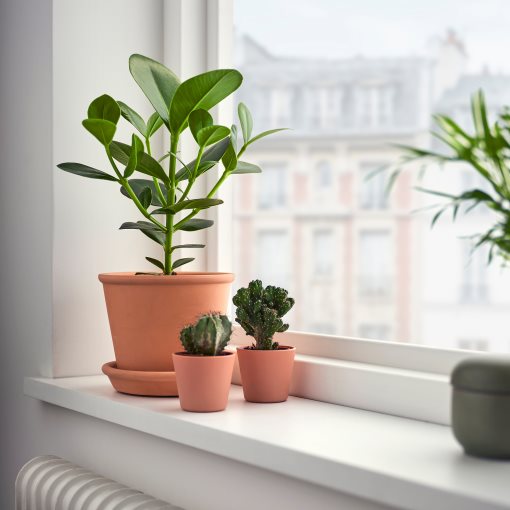 CLUSIA, φυτό σε γλάστρα, 12 cm, 702.345.62