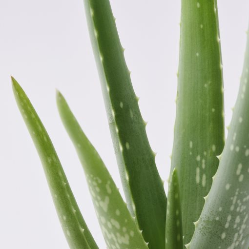 ALOE VERA, potted plant, 702.766.51
