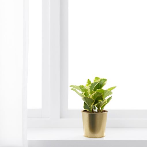 DAIDAI, κασπό, 703.594.01