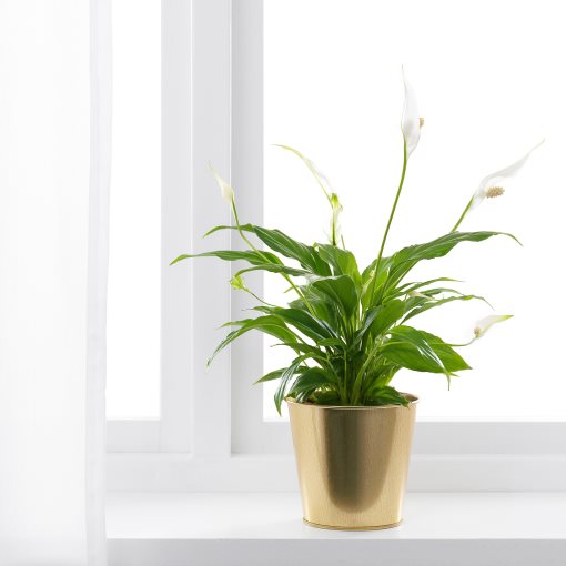 DAIDAI, plant pot, 703.594.20