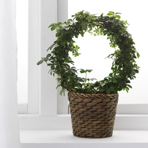 DRUVFLÄDER, κασπό, 802.418.16