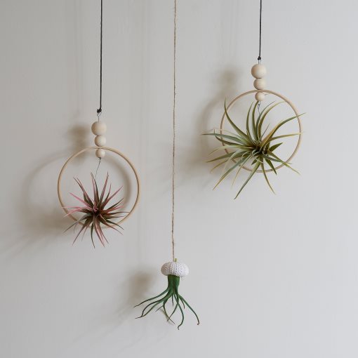 FEJKA, artificial plant/Air plant, set of 3, 805.599.61