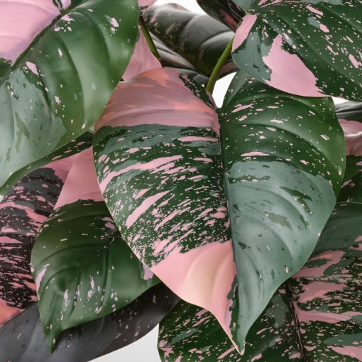 FEJKA, artificial potted plant in/outdoor/Philodendron, 15 cm, 906.008.61