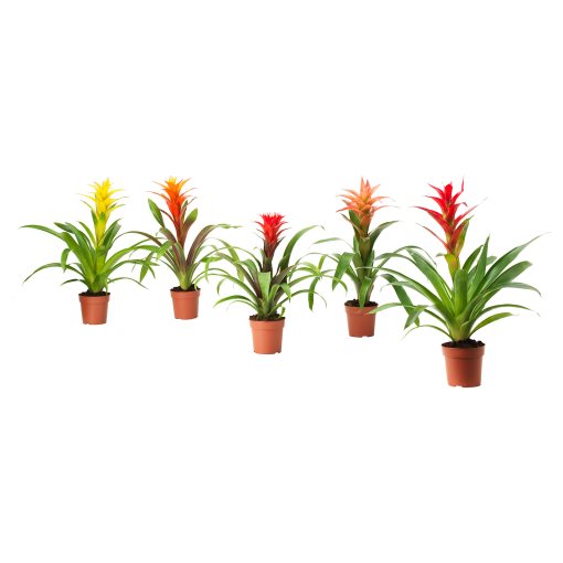 BROMELIACEAE, potted plant, Bromeliad, 102.546.85