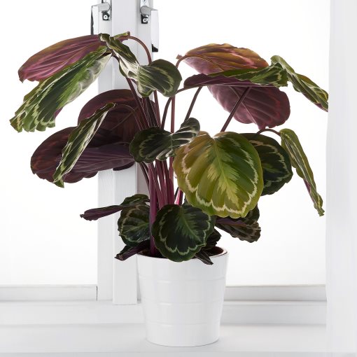 CALATHEA, Φυτό, 102.588.29
