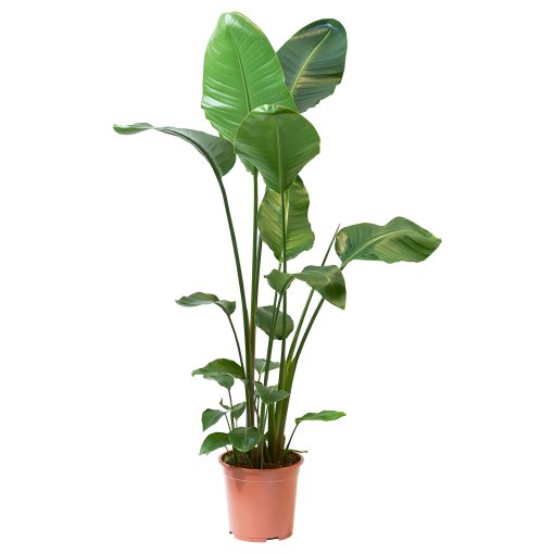 STRELITZIA, potted plant, Bird of paradise, 204.662.53