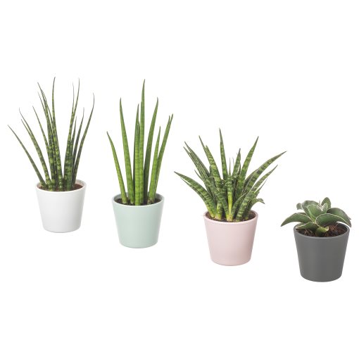 SANSEVIERIA, φυτό σε γλάστρα με κασπό, Σανσεβέρια, 304.020.34
