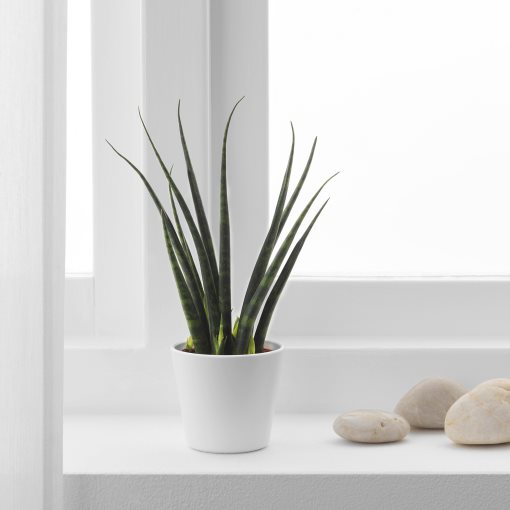 SANSEVIERIA, φυτό σε γλάστρα με κασπό, Σανσεβέρια, 304.020.34