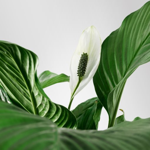 SPATHIPHYLLUM, φυτό σε γλάστρα, κρίνος, 601.449.01