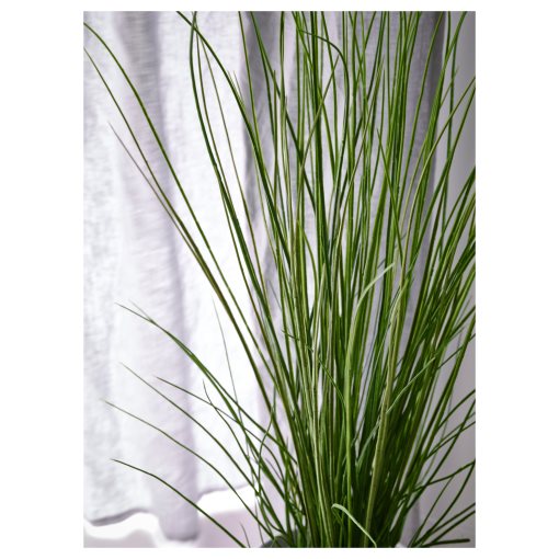 FEJKA, artificial potted plant, grass, 701.866.60