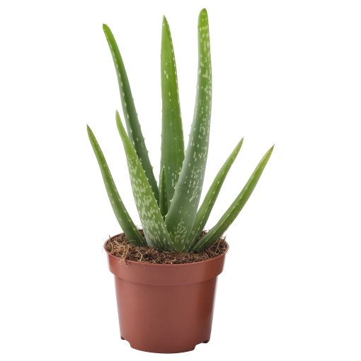 ALOE VERA, potted plant, 702.766.51