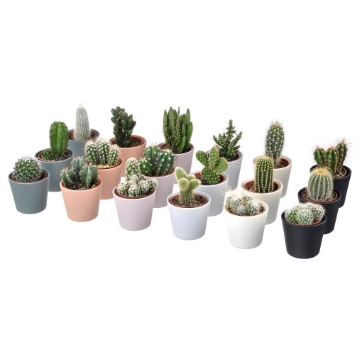 CACTACEAE, φυτό σε γλάστρα με κασπό, κάκτος , 3 τεμ., 704.020.32