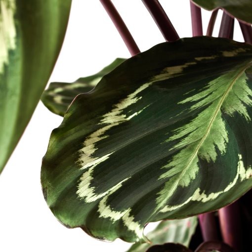 CALATHEA, potted plant, Calathea, 102.588.29
