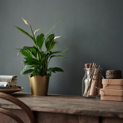 SPATHIPHYLLUM, φυτό σε γλάστρα, κρίνος, 601.449.01