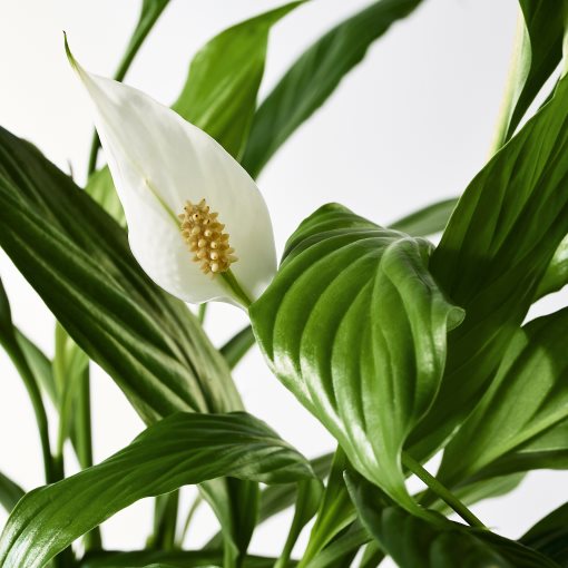 SPATHIPHYLLUM, φυτό σε γλάστρα, κρίνος, 601.449.01