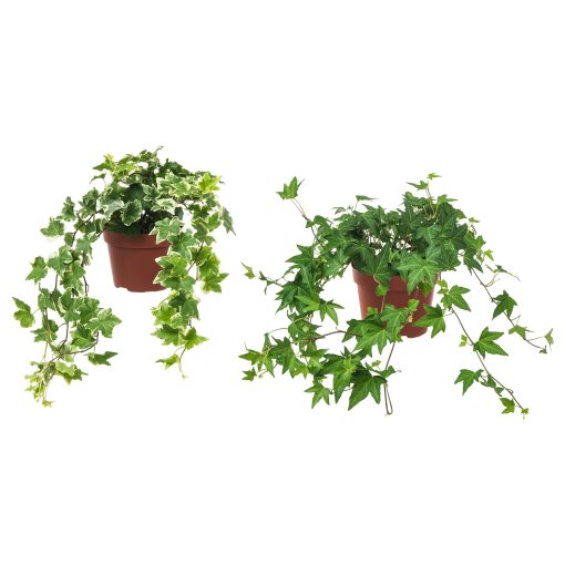 HEDERA HELIX, potted plant, Ivy, 668.040.47