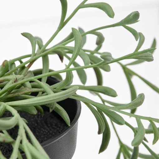 FEJKA, artificial potted plant in/outdoor/string of bananas hanging, 9 cm, 205.084.08