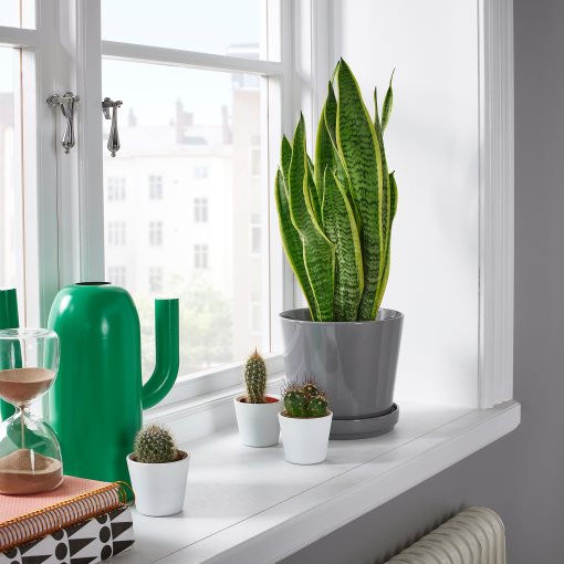 SANSEVIERIA, φυτό σε γλάστρα, Sanseveria, 004.210.29