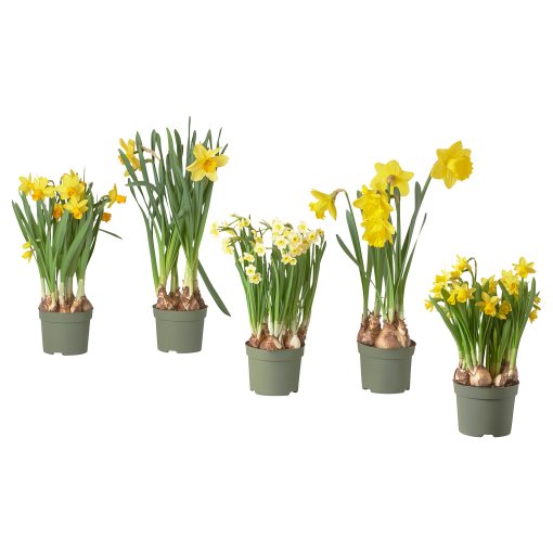 LÖKARYD, potted plant/Narcissus, 12 cm, 005.403.67