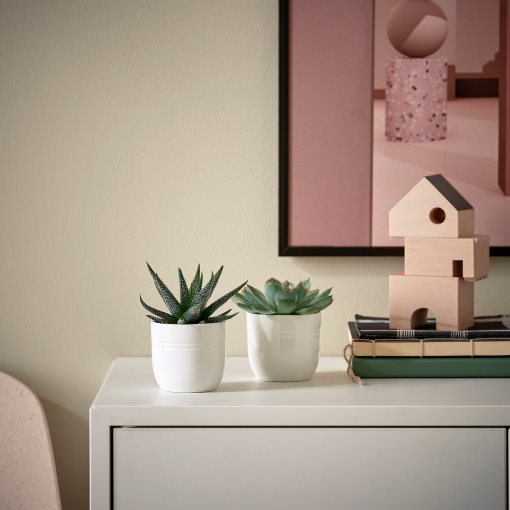 SUCCULENT, φυτό σε γλάστρα με κασπό/Παχύφυτο διάφορα, 6 cm, 005.644.43