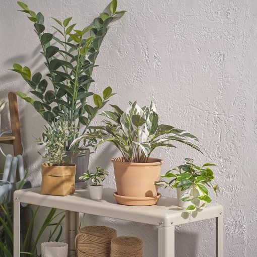 FEJKA, artificial potted plant in/outdoor/Aroid palm, 15 cm, 005.932.28