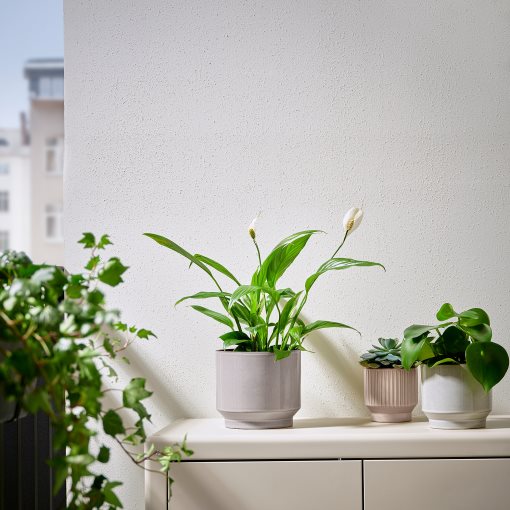 HONUNGSPALM, plant pot in/outdoor, 15 cm, 005.957.98