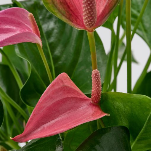 ANTHURIUM, φυτό σε γλάστρα/Ανθούριο, 17 cm, 006.041.37