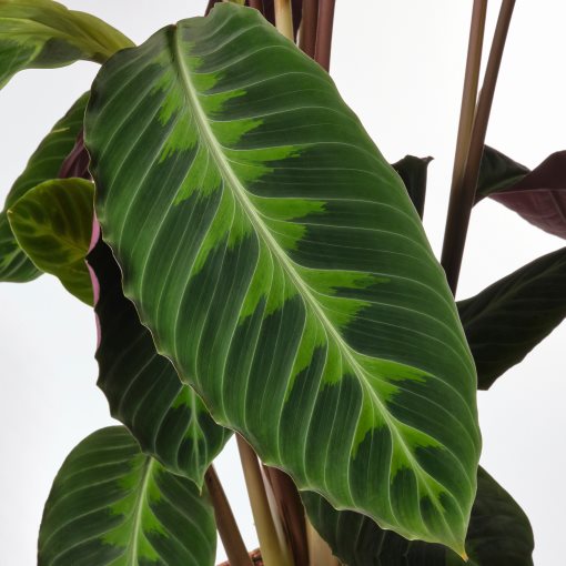 CALATHEA, Φυτό, 102.588.29