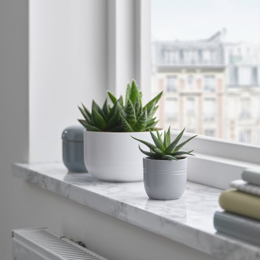 SUCCULENT, potted plant with pot/Succulent, 6 cm, 105.986.83