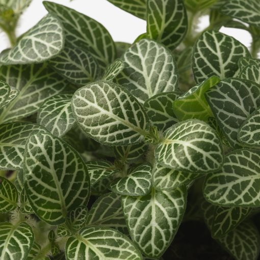 FITTONIA, potted plant/mosaic plant, 12 cm, 106.041.32