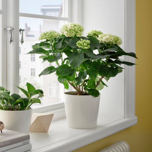 HYDRANGEA, φυτό σε γλάστρα/Ορτανσία, 15 cm, 106.127.64