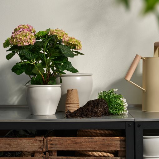 HYDRANGEA, φυτό σε γλάστρα/Ορτανσία, 15 cm, 106.127.64