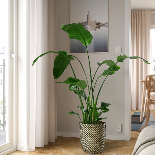 STRELITZIA, potted plant, Bird of paradise, 204.662.53