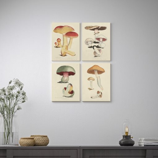 PJÄTTERYD, picture/Fungi/4 pack, 28x38 cm, 205.600.57