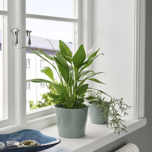 SOJABÖNA, plant pot, 12 cm, 205.865.71