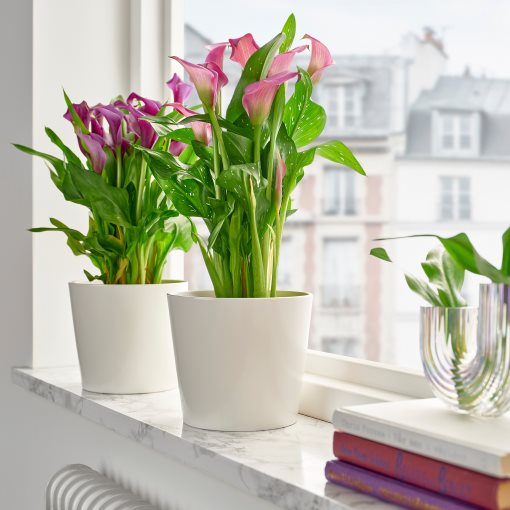 ZANTEDESCHIA, φυτό σε γλάστρα/κρίνος, 14 cm, 205.982.39