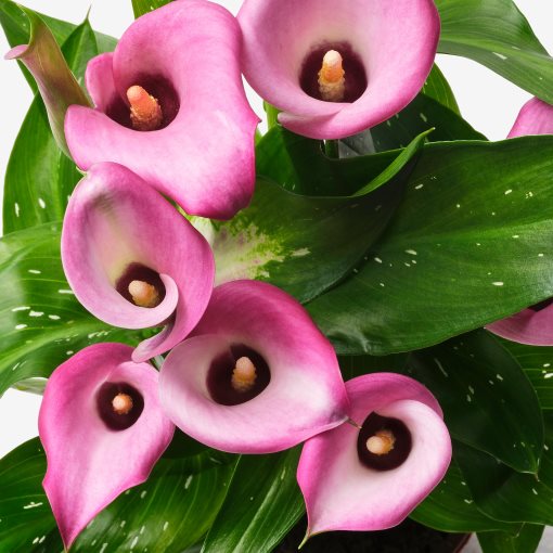 ZANTEDESCHIA, φυτό σε γλάστρα/κρίνος, 14 cm, 205.982.39