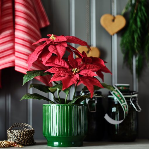 VINTERFINT, κασπό εσωτερικού/εξωτερικού χώρου, 12 cm, 206.078.99