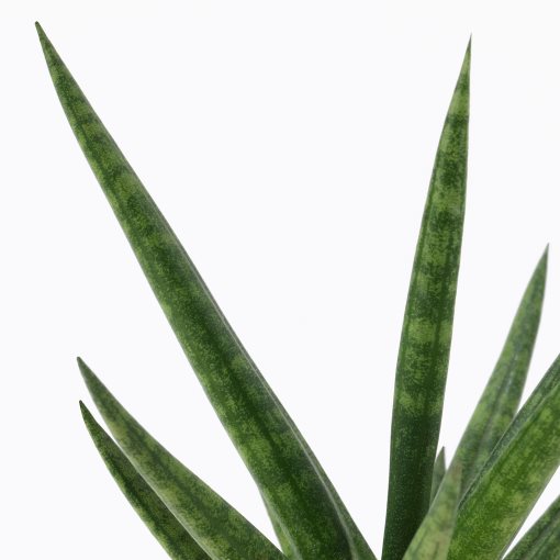 SANSEVIERIA, φυτό σε γλάστρα με κασπό, Σανσεβέρια, 304.020.34