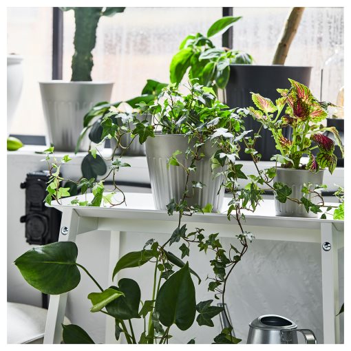 CITRONMELISS, plant pot in/outdoor, 15 cm, 305.741.91