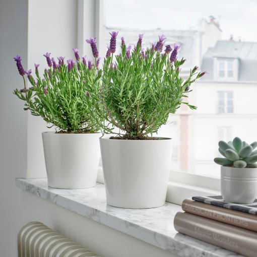 LAVANDULA, potted plant/lavender, 15 cm, 305.982.34